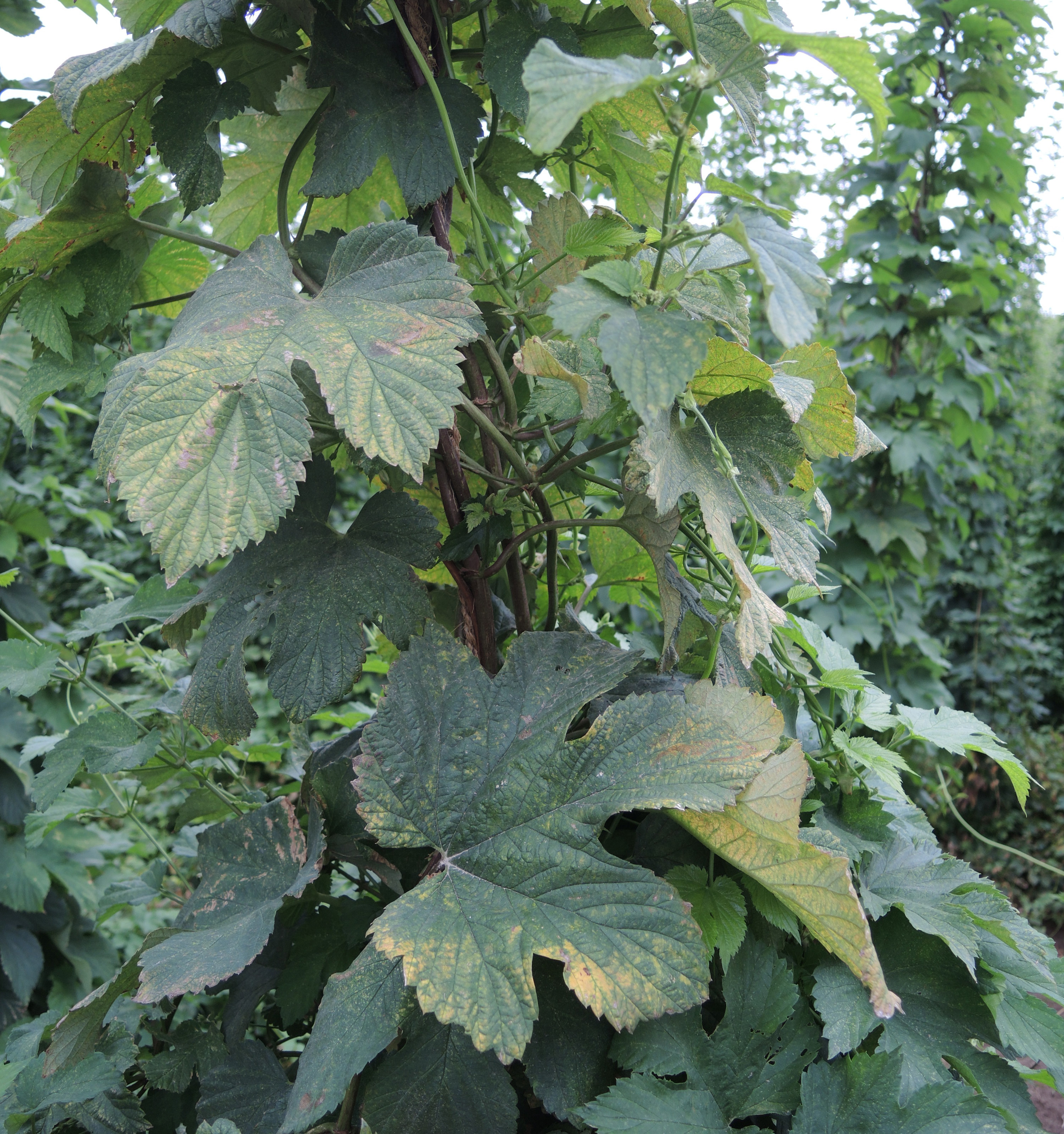 Bronzing on hop leaves.